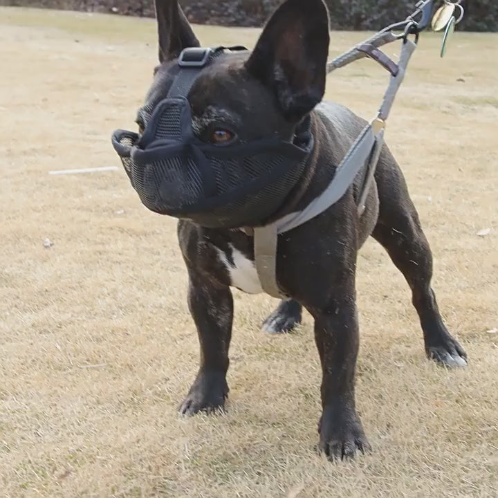 Summer French Bulldog Short Nosed Adjust Pet Muzzle for Dogs Face Shield Pug mascotas Accessories Prevent Accidental Ingestion